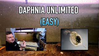 How I Raise Daphnia Water Fleas And You Can Too [upl. by Nylhsa]