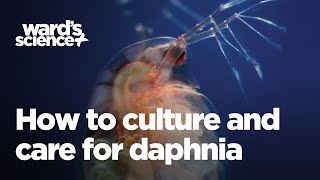 Caring and Culturing for Daphnia [upl. by Klein]