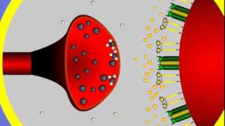 4 Synapse Structure and Function [upl. by Ayenet]