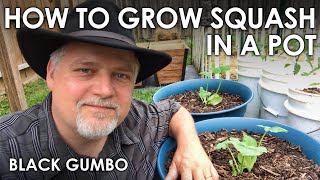 How to Grow Squash in Containers  Black Gumbo [upl. by Cochran]