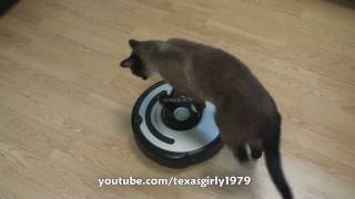 Cat shows HOW TO use iRobot Roomba Vacuum [upl. by Storer]