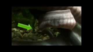 New Arrivals Kaups Caecilian Birth on Video [upl. by Akilat112]