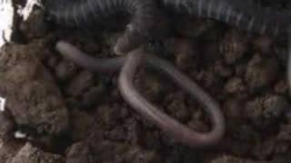 baby caecilians feeding [upl. by Cerellia]