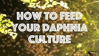 How To Feed Your Daphnia Culture [upl. by Kowtko436]