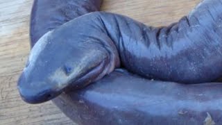 Caecilian  Unusual limbless amphibians in the world [upl. by Pinto]