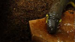 Caecilians Feeding in Captivity [upl. by Lletnom]