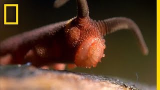 This Worm Uses a quotSilly String of Deathquot  National Geographic [upl. by Reinnej910]