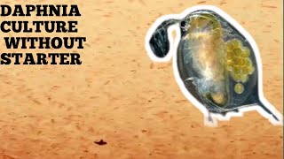 HOW TO CULTURE DAPHNIA NATURALLY WITHOUT A STARTER [upl. by Laktasic]