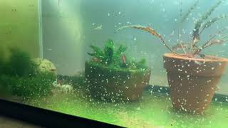 Daphnia Culturing Snails or no snails [upl. by Lucina233]