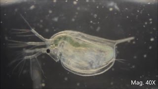 Daphnia magna under the Microscope [upl. by Gadmann]