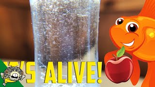 How to culture Vinegar Eels The EASY Way Live Fish Food [upl. by Landon]