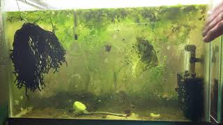 Scuds Daphnia Cherry Shrimp Copepods My aquatic food culture [upl. by Kcir]