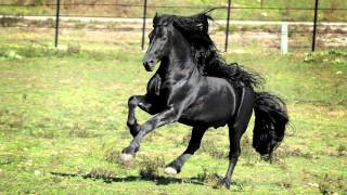 WORLD FAMOUS FRIESIAN STALLION [upl. by Gizela]