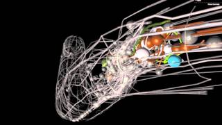 OpenWorm An opensource C elegans nematode simulation [upl. by Launce827]