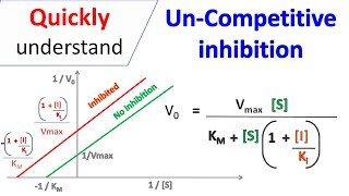 Uncompetitive inhibition [upl. by Coombs]