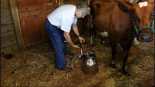 1 Cow Dairy Farm  Milking a Cow for Your SmallScale Homestead [upl. by Hashimoto]