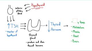 3 Easy Ways to Help Thyroid Work Correctly [upl. by Edyaw968]