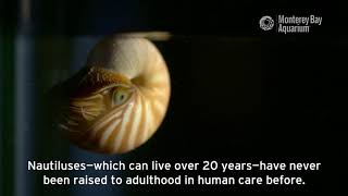 Chambered Nautilus Are Hatching At The Aquarium [upl. by Zoila]