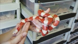 How to Care for KingsnakesMilksnakes plus fun facts [upl. by Berman]