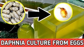 HOW TO HATCH DAPHNIA EGGS  HOW TO CULTURE DAPHNIA [upl. by Jaine]