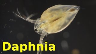 Daphnia [upl. by Iroc]