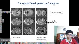 C elegans development [upl. by Veljkov961]