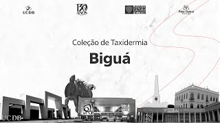 Biguá [upl. by Onifled]