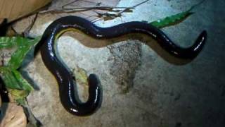 Amazing Amphibians Vol1 No1 Caecilian  Ichthyophis kohtaoensis [upl. by Eiznek742]