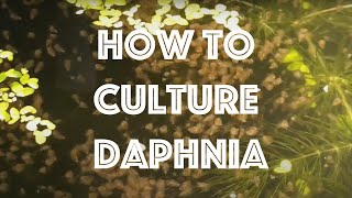 How To Culture Daphnia Magna [upl. by Rodney]