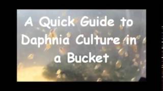 How to culture daphnia outside [upl. by Jelle]