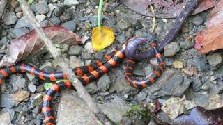 Cauca Coralsnake Micrurus multiscutatus preying on a Caecilian Caecilia sp in Colombia [upl. by Attenyl]