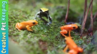 Amazing Tiny Frogs 🐸  Shedd Aquarium Amphibians Exhibit [upl. by Yrret253]