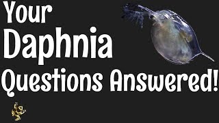 Daphnia Questions Answered [upl. by Januarius]