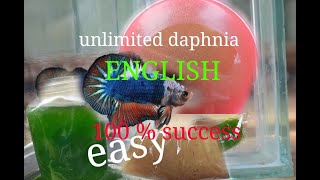 daphnia moina culture Easy way Unlimited production English  with sub Green water Chlorella [upl. by Ecirtnom]