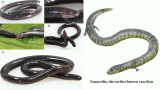 Caecilian [upl. by Acsisnarf]