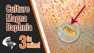 How to culture DAPHNIA MAGNA  The easy way [upl. by Gnos899]