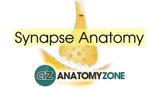 Synapse Structure  Neuroanatomy Basics [upl. by Findley]