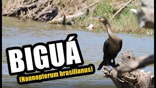 🔴 Biguá Nannopterum brasilianus ♫ [upl. by Ives]