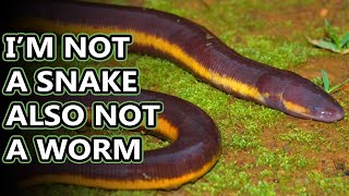 Caecilian facts theyre amphibians  Animal Fact Files [upl. by Eixor]