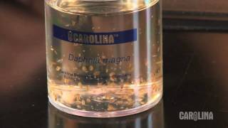 How to Care for Daphnia [upl. by Magnuson]