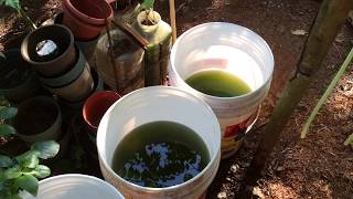 How to grow Green Water Algae [upl. by Kingdon975]