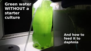 Green Water WITHOUT a Starter Culture  From Scratch  How To [upl. by Bocaj]