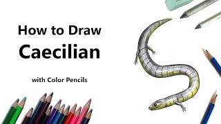 How to Draw a Caecilian with Color Pencils Time Lapse [upl. by Razaele169]