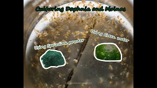 How To Culture Daphnia and Moinas using Green Water Spirulina powder [upl. by Mandle]