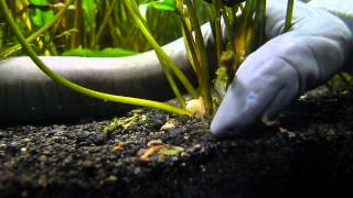 caecilian eats some bloodworms [upl. by Kegan]