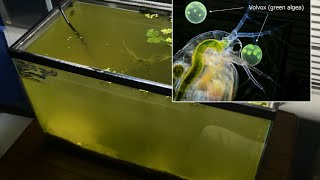 Raising Daphnia for the Freshwater Aquarium [upl. by Brina230]