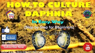 HOW TO CULTURE DAPHNIA In Easy Way [upl. by Amarillas682]